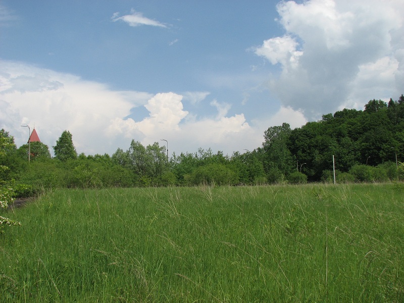 Zielona łąka z wysoką trawą. W tle drzewa, krzewy, czerwony dach budynku i błękitne niebo z chmurami. Słoneczny dzień.